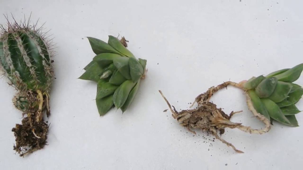 Reproduccion de cactus y crasas por hijuelos