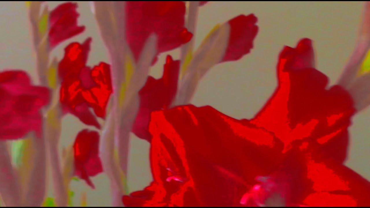 Each Spring, I Find a Red Dog - Victoria Vasta