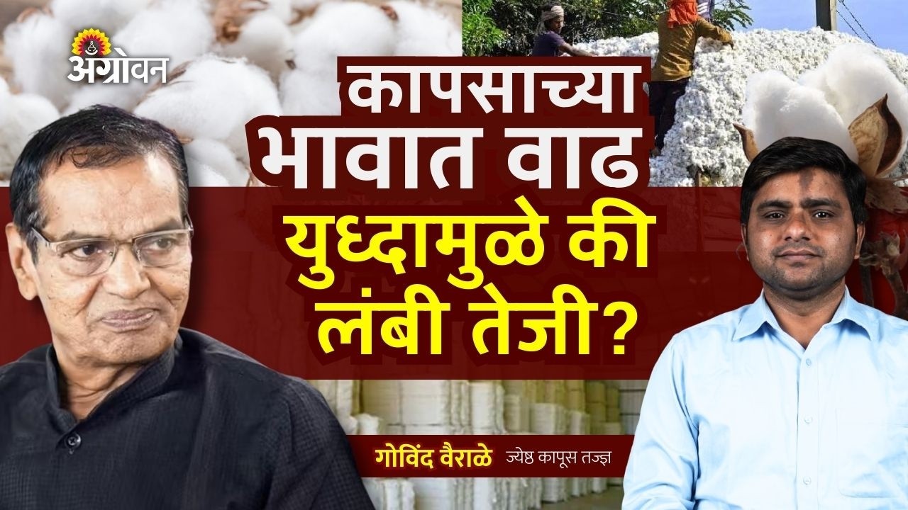 Cotton Rate: भारताच्या कापसाला चीन, बांगलादेश, व्हिएतनामचीही पसंती | Agrowon