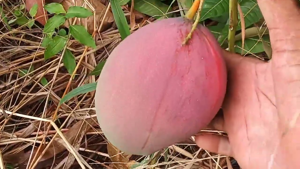 O PREÇO  DA MANGA 🥭 E  uma balança SOBE E DECE 