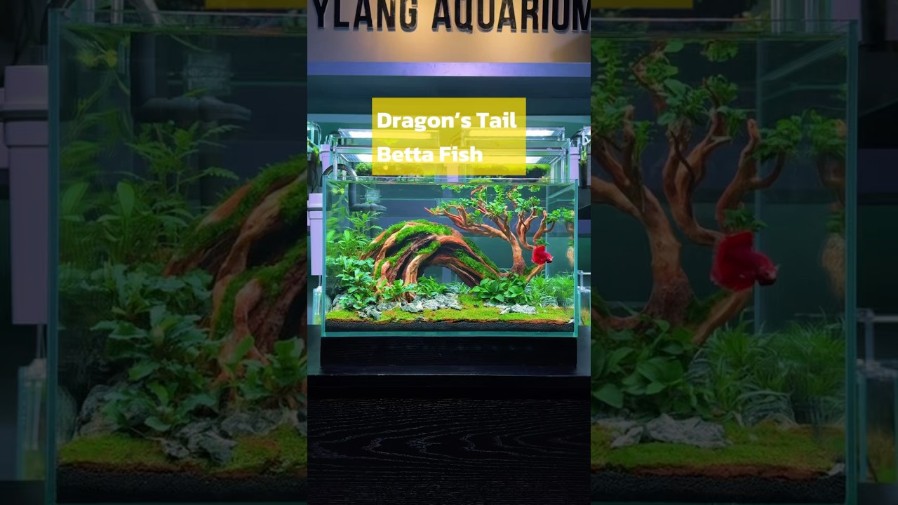Оформление аквариума для петушка по схеме &laquo;Хвост дракона&raquo;. #аквариум #акваскейпинг #беттафишка #а...