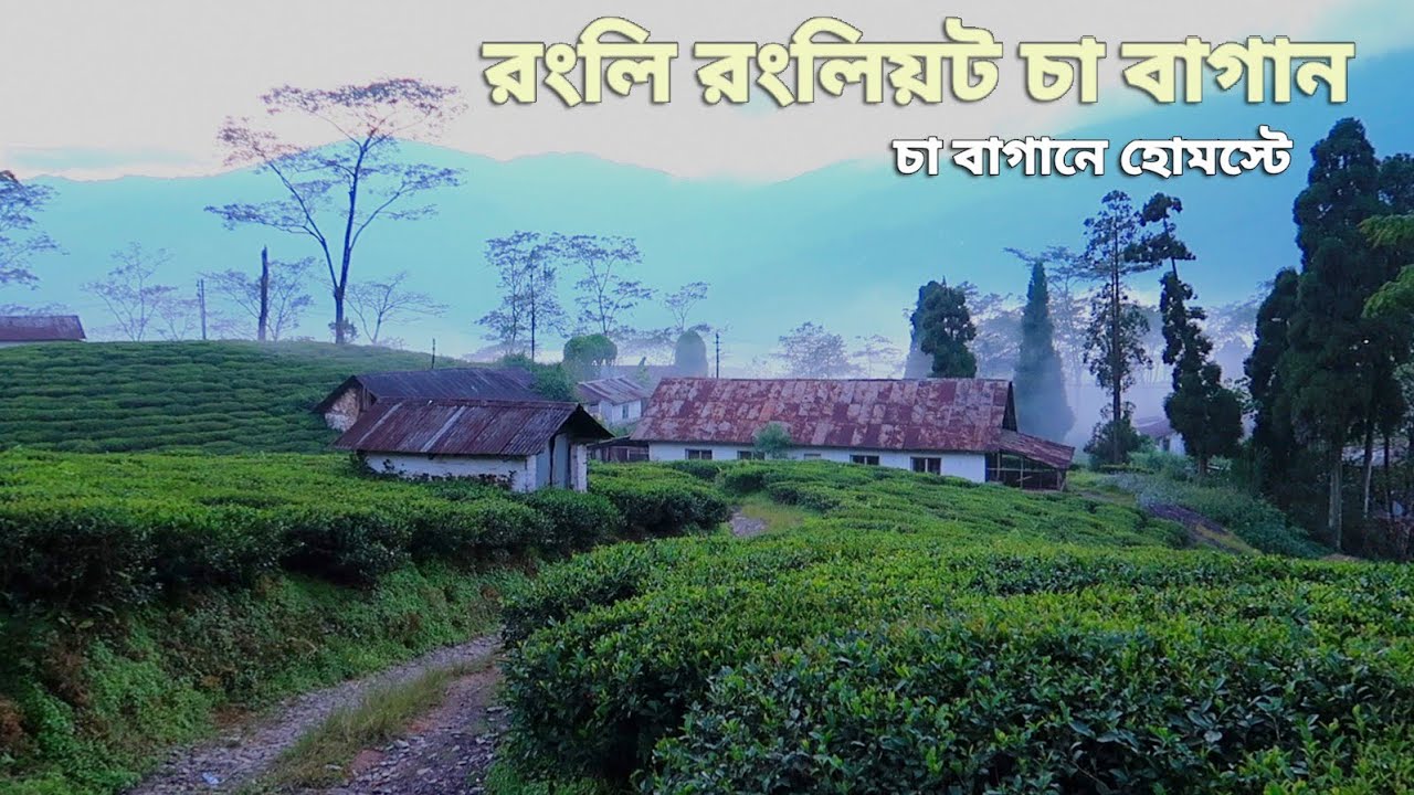 Rangli Rangliot Tea Garden ~ Darjeeling ↑ Travel Vlog No. 107 with Santanu Ganguly