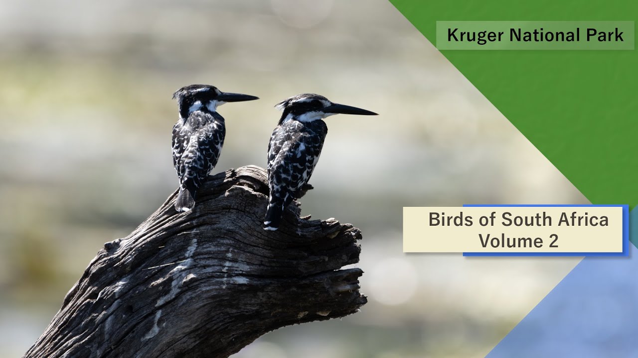 Birds of South Africa - Kruger National Park - Volume 2