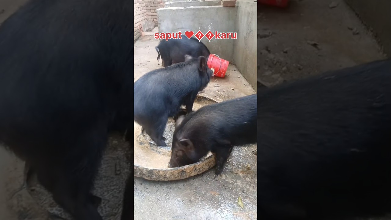 Tnd pig farm kayse kare 