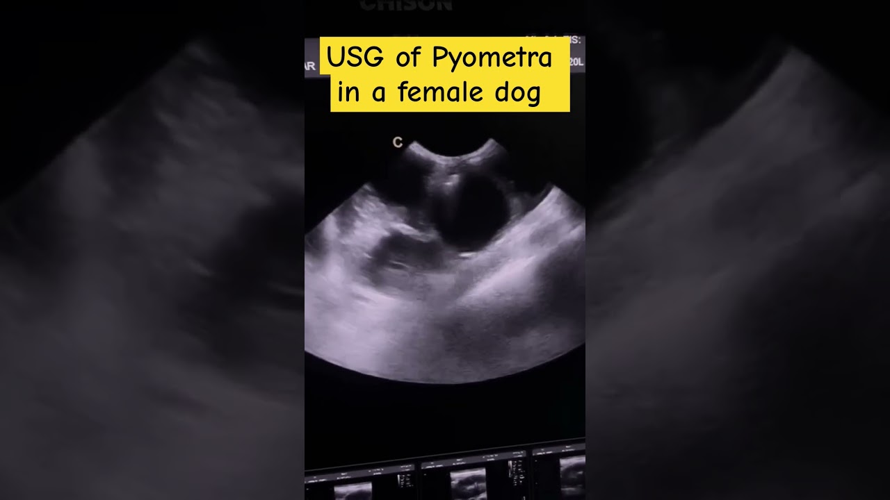 #Pyometra in a dog: USG findings//#USG image of pyometra in dog