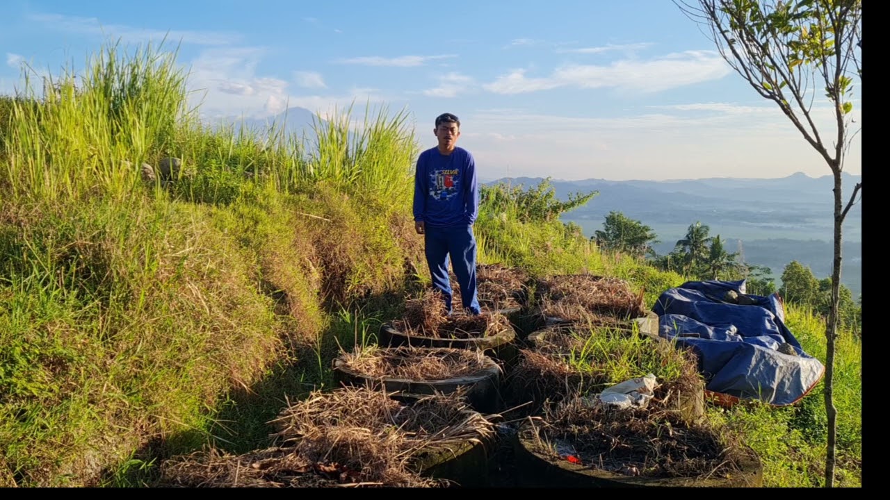 🤩🤩🤩 Pantau Tabungan Pupuk, dari Olah Rumput menjadi Bernilai Ekonomi !! #banyumas #bukitcigriyeng 