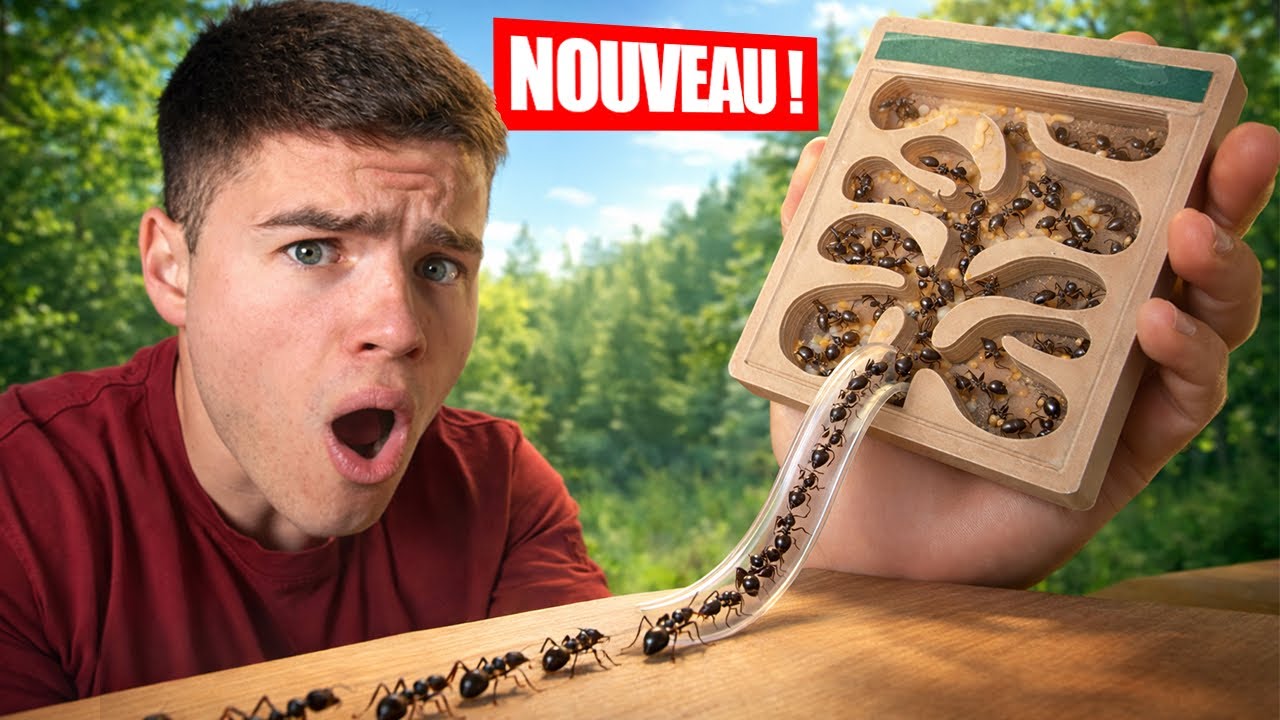 J&rsquo;AI CR&Eacute;&Eacute; UNE ARM&Eacute;E DE FOURMIS (C&rsquo;EST FOU)
