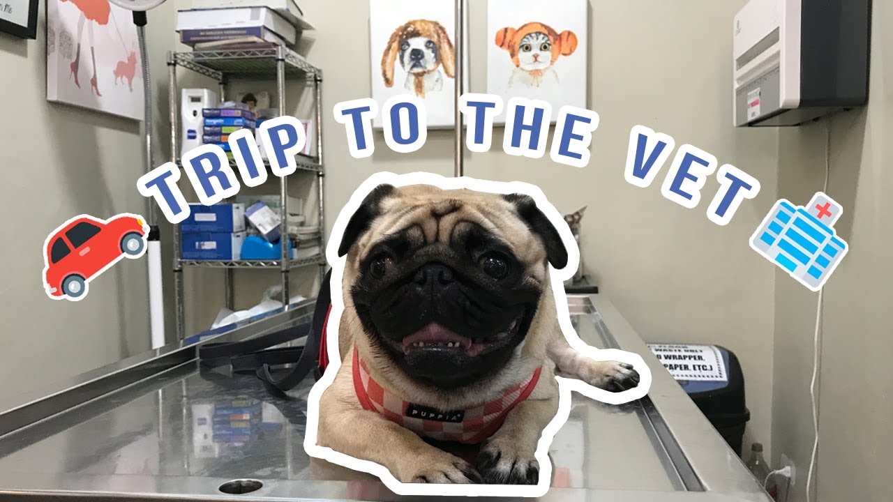 PUG'S TRIP TO THE VET 🏥 || Riley the Pug