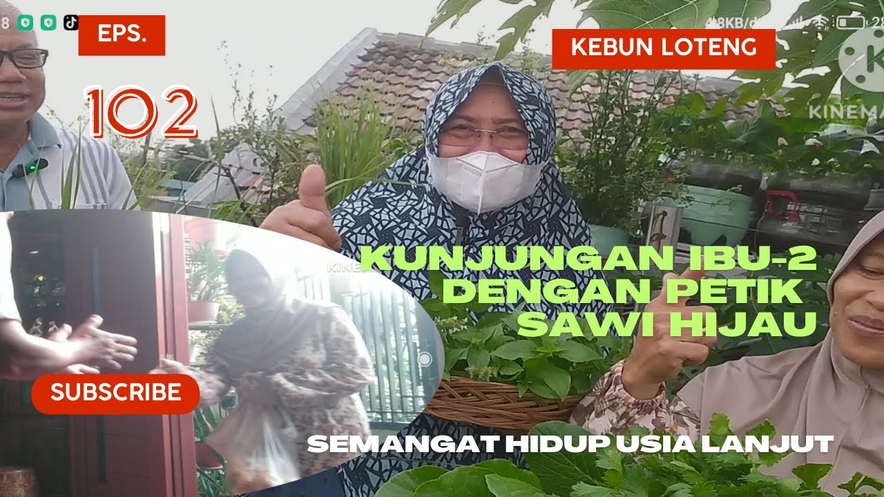km Eps  102  Kebun Loteng; Kunjungan Ibu 2 Dengan Petik Sawi Hijau; Semangat Hidup Usia Lanjut 1080p