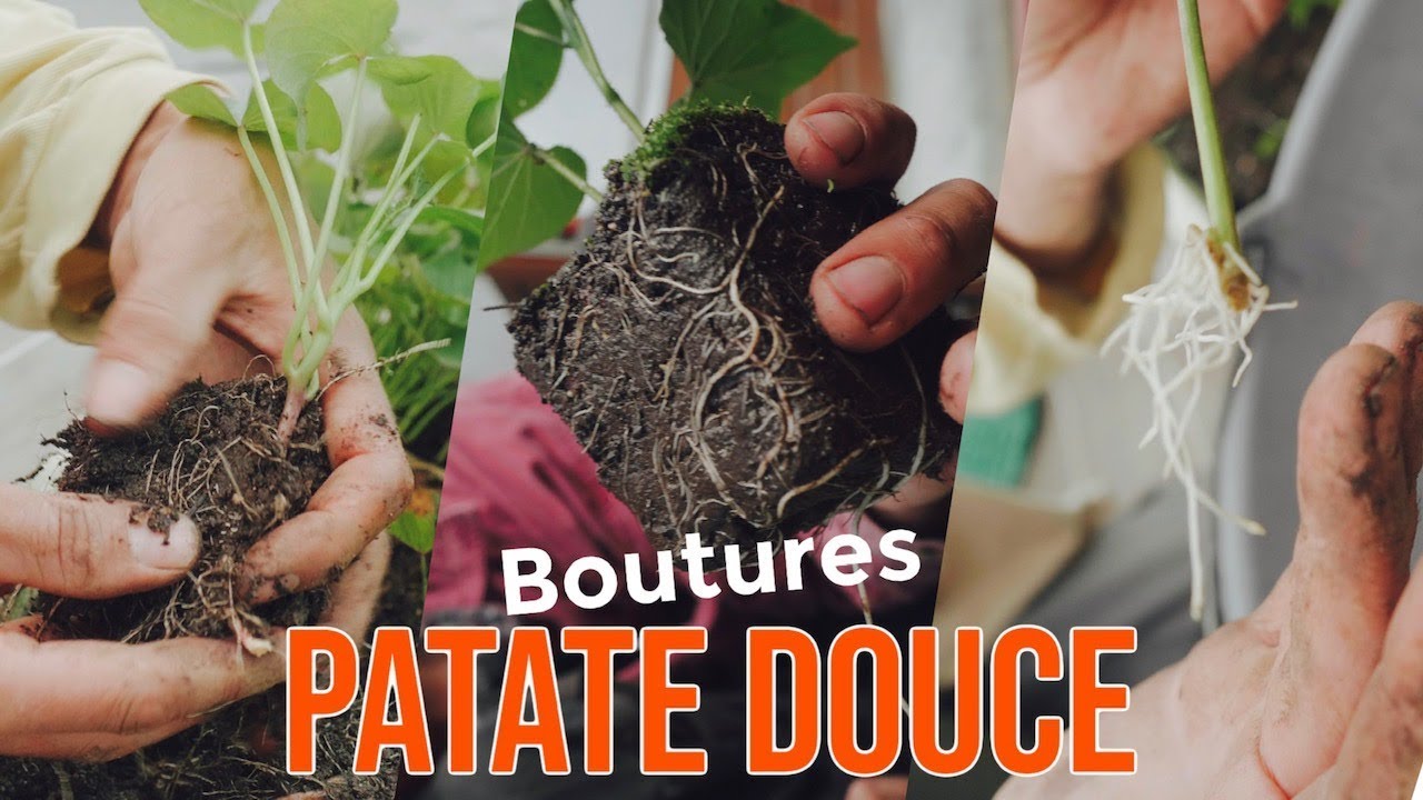 3 TECHNIQUES pour bouturer la Patate douce