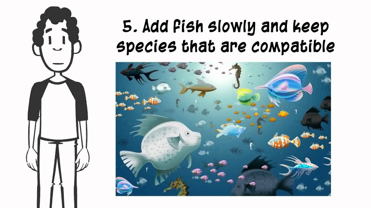 5 Golden Rules for a Healthy Aquarium