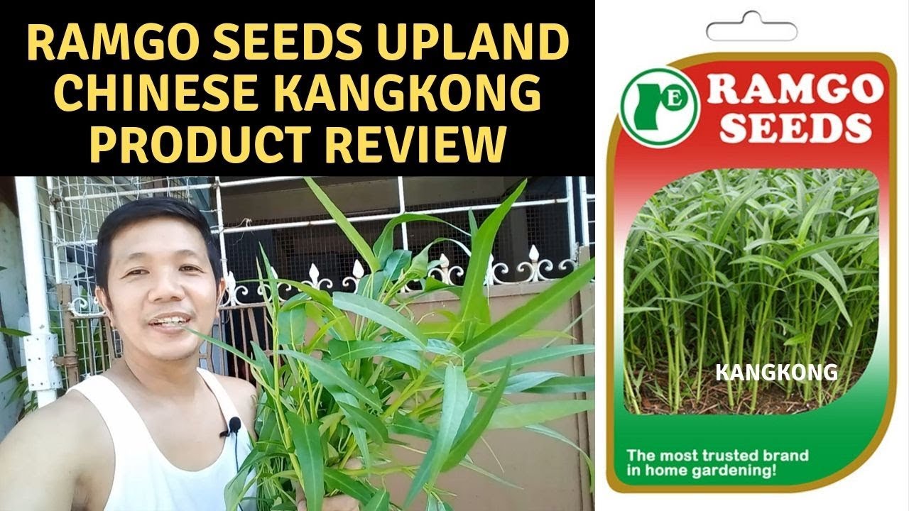 GROWING KANGKONG IN CONTAINER | RAMGO SEEDS UPLAND CHINESE KANGKONG REVIEW
