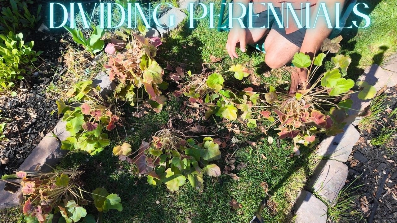 💰💸Save Money By Dividing Perennials & Playing Musical Plants