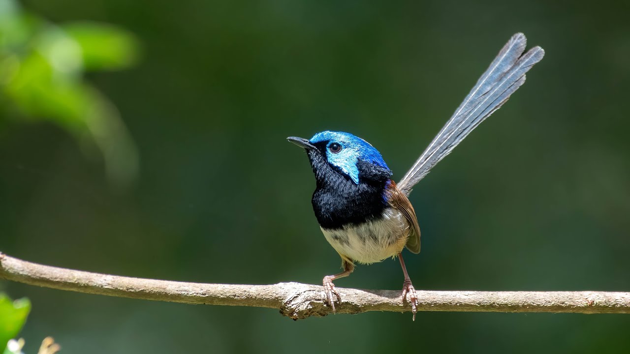 September 2023 Birds