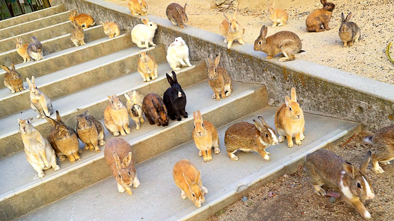 【大久野島】観光客の減少により、うさぎの数が増えました