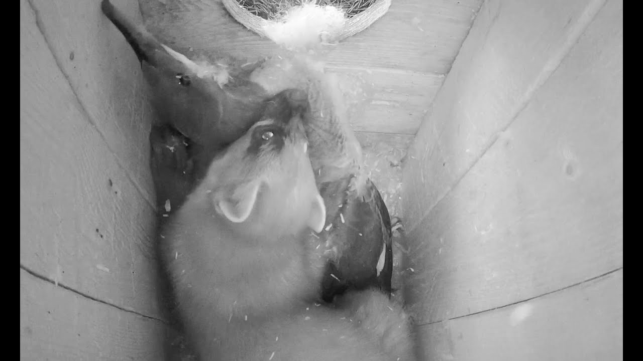 Marten attacks, and goosander plays dead.