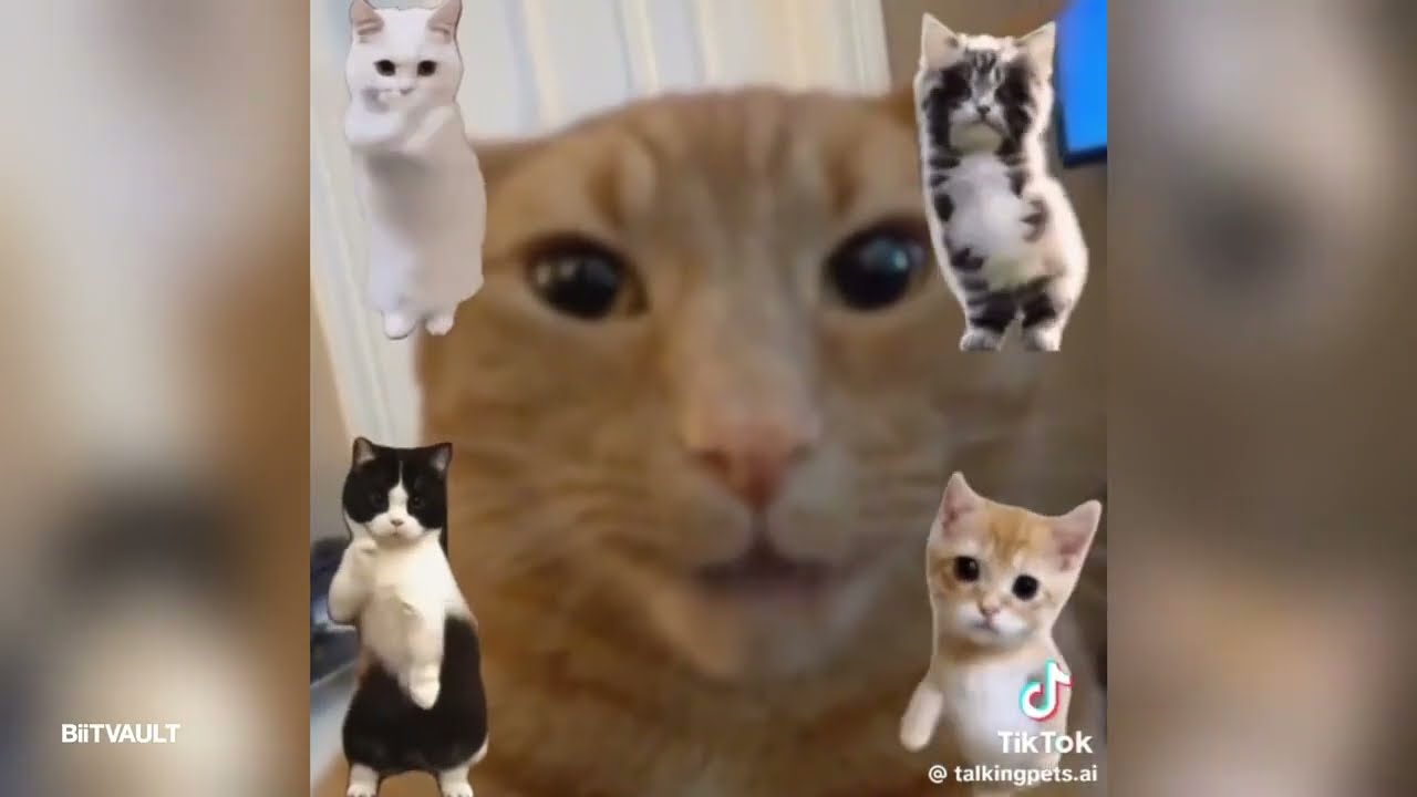 VIRAL TIKTOK TREND| TOP ANIMAL VIDEOS| Sigma Boy Trend