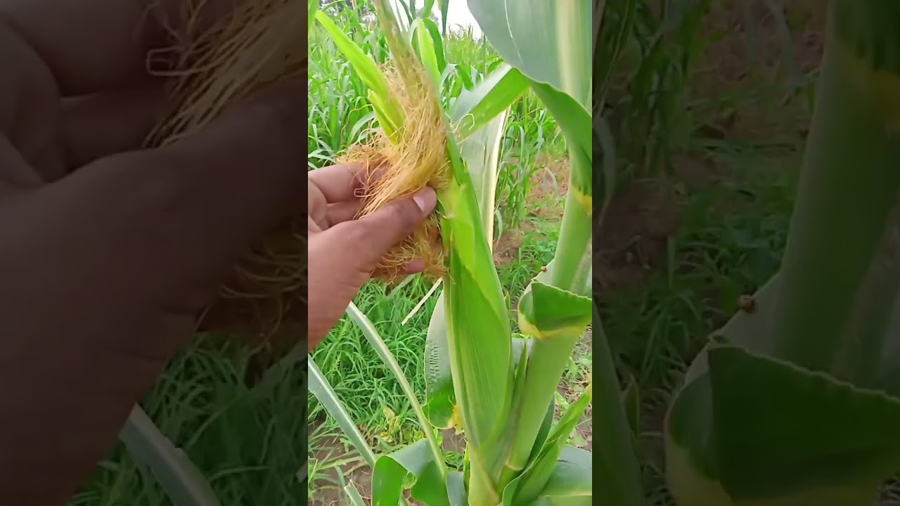 the corn crop #corncrop #agriculturefarming