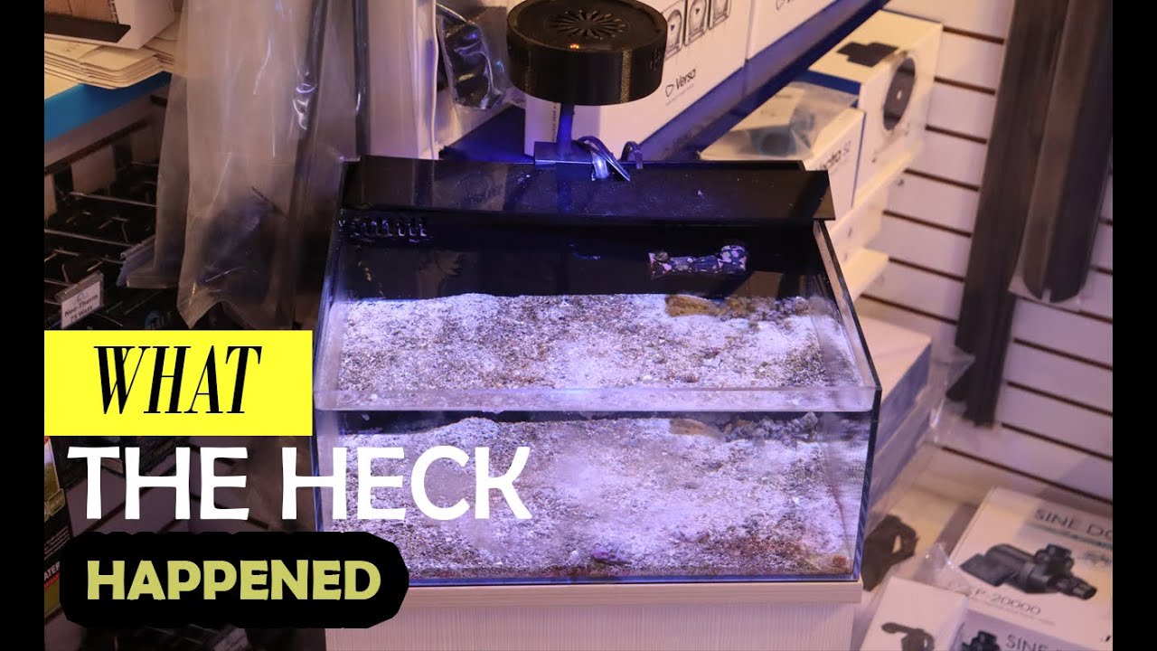 What did March do to our pico aquarium ?