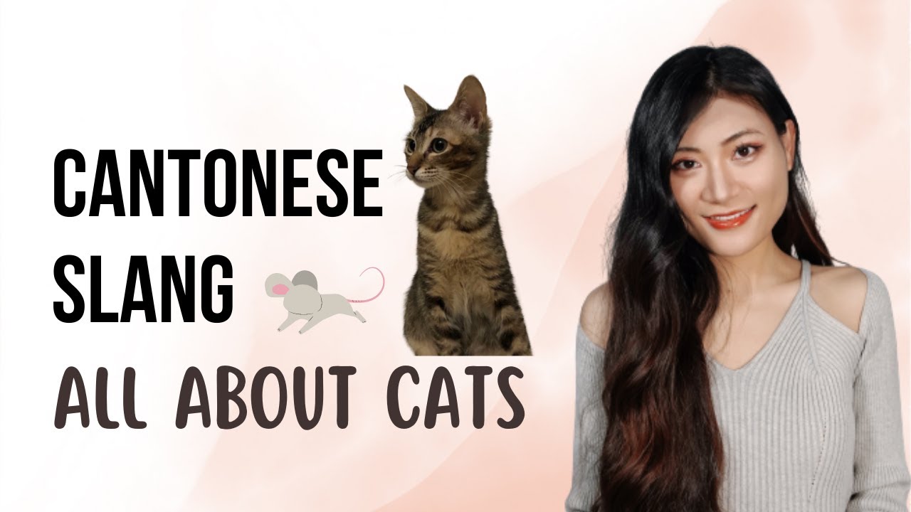 Confusing Cantonese Slang:All About Cat🐱出貓|生滋貓入眼|貓咗|Dope Chinese