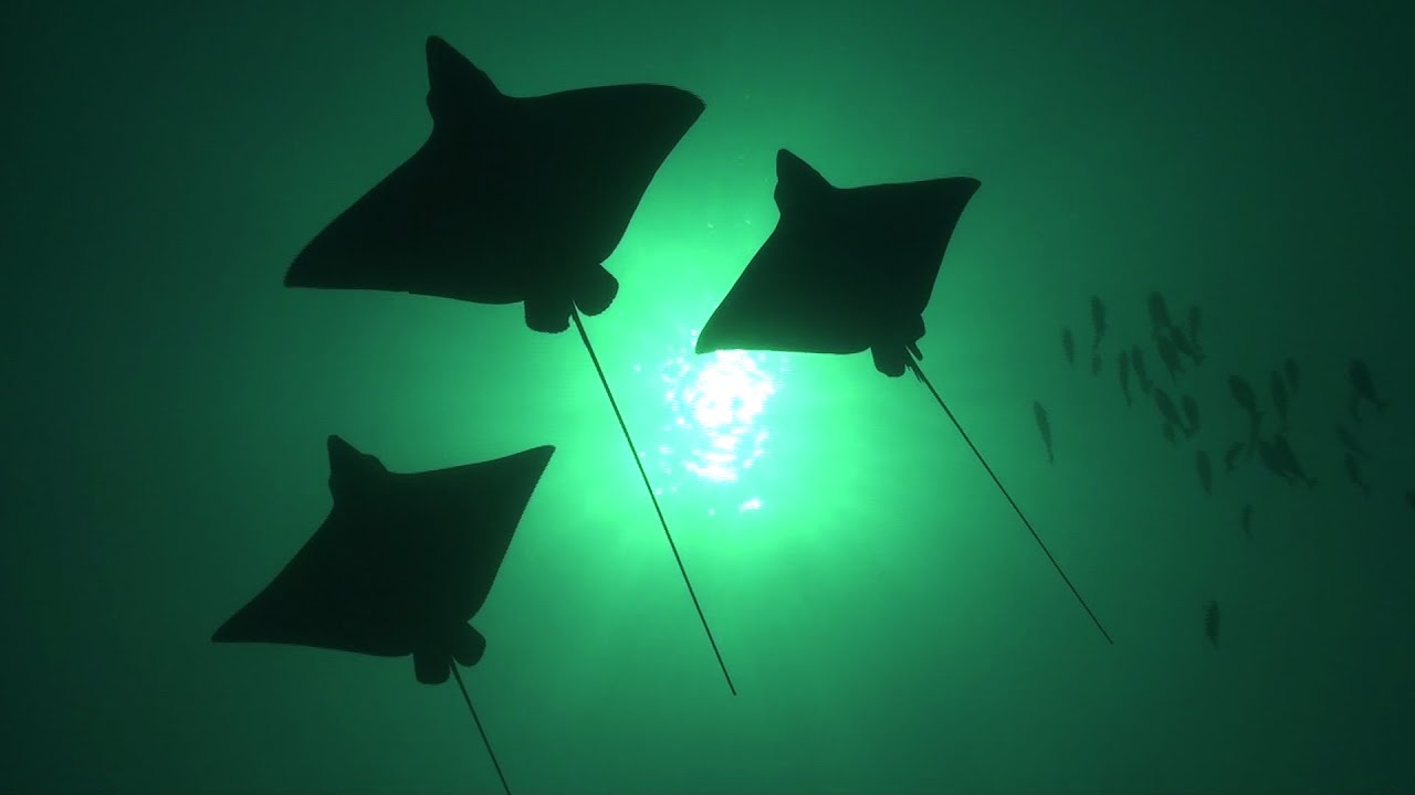 Documentário MERGULHANDO NO HAVAÍ - Canal Off com Ricardo Taveira da Hawaii Eco Divers