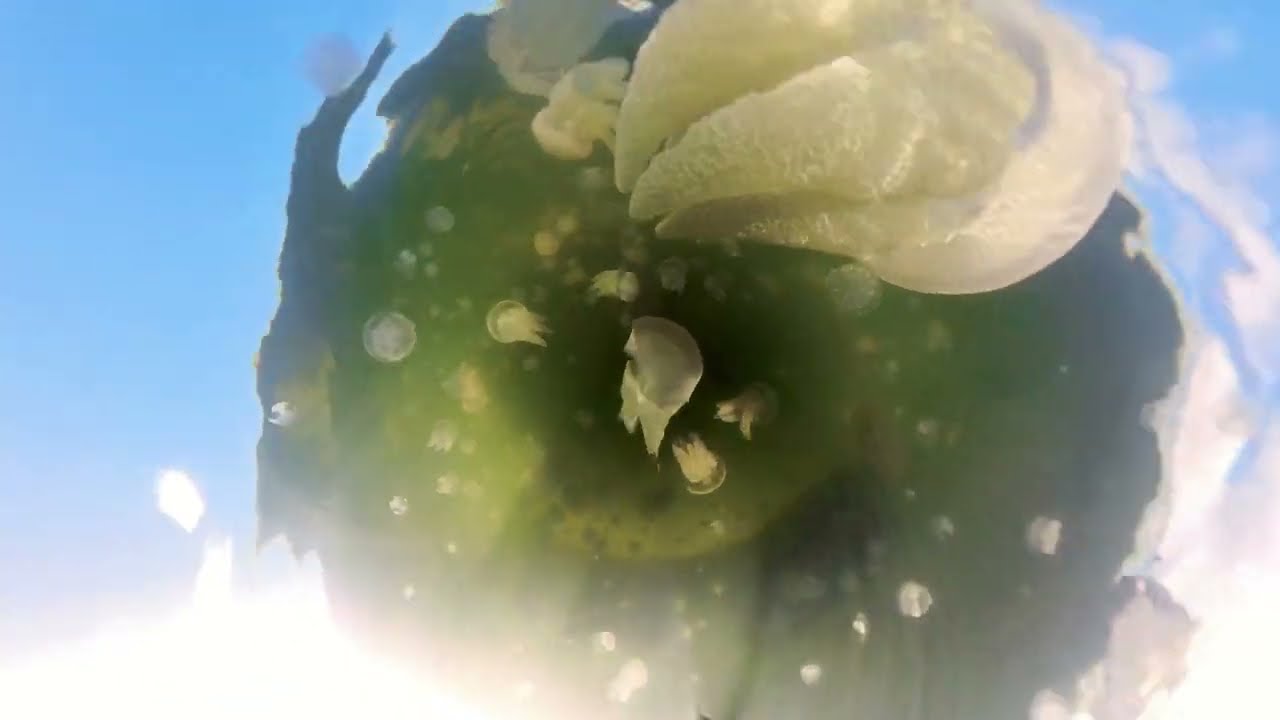 Wallagoot Lake Blubber Jellyfish