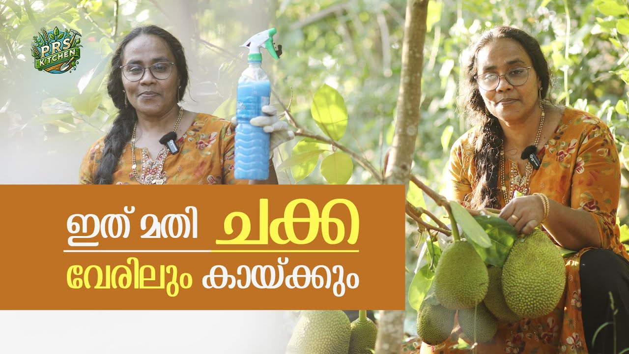 ഇത് മതിചക്ക വേരിലും കായ്ക്കും  | PRS Special Organic Spray For Farming | Prs Kitchen
