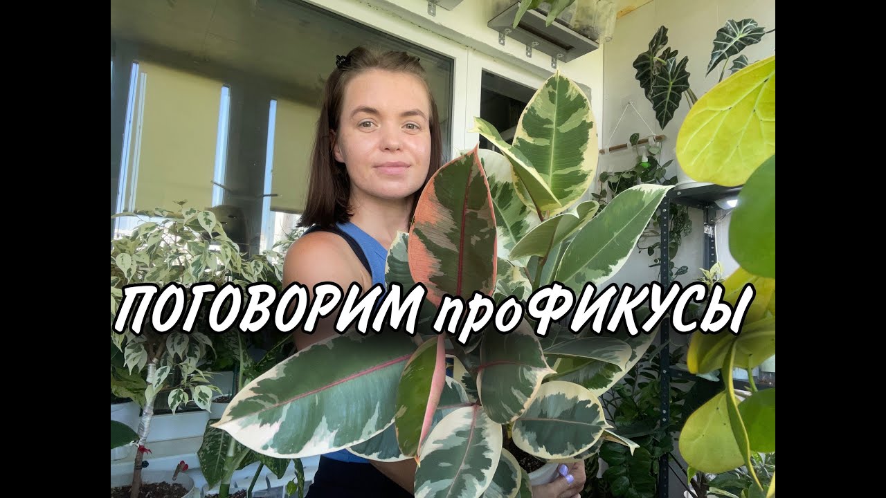 ПОГОВОРИМ про ФИКУСЫ