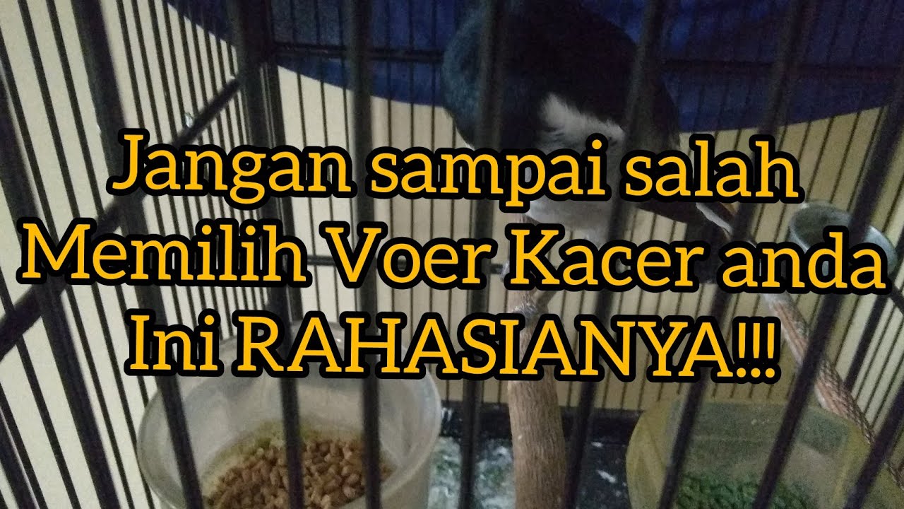Cara menentukan jenis Voer untuk burung.