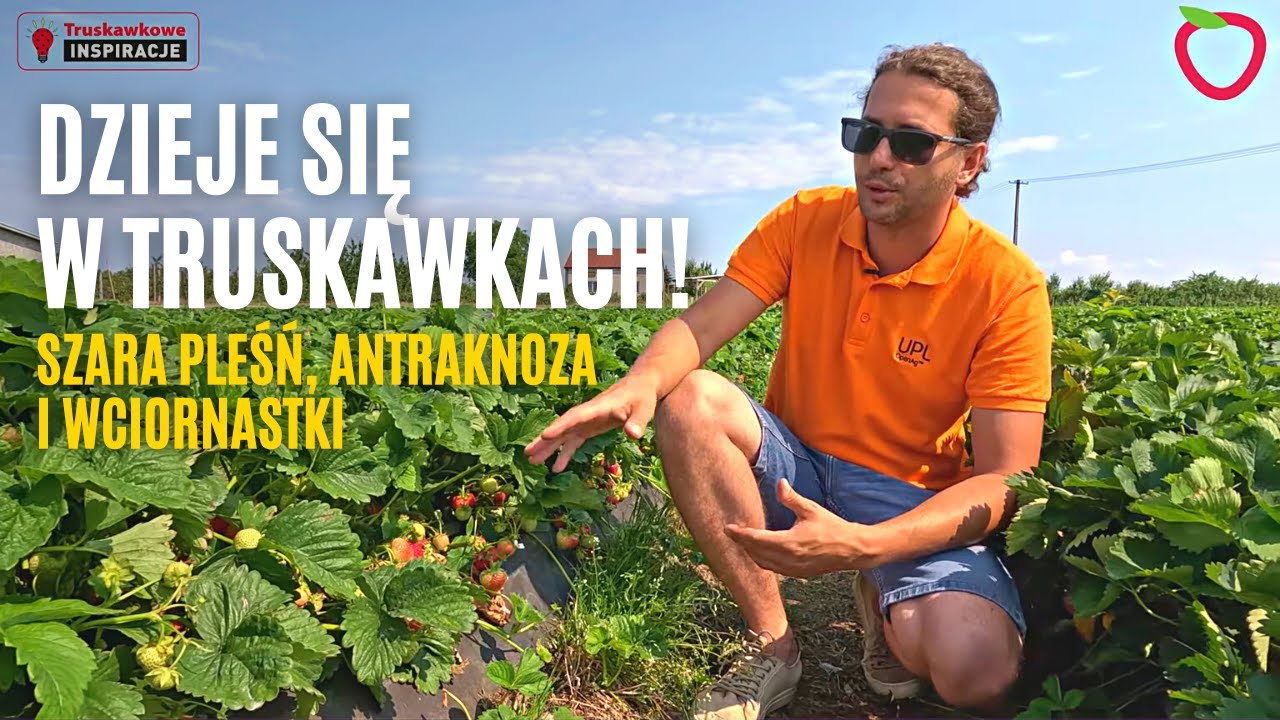 Dzieje się w truskawkach! Szara pleśń, antraknoza i wciornastki