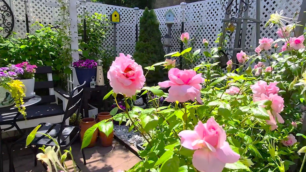 TINY BACKYARD GARDEN TOUR | ROSES PLANTS and FLOWERS #garden #gardentour #beautiful  #flowers #rose