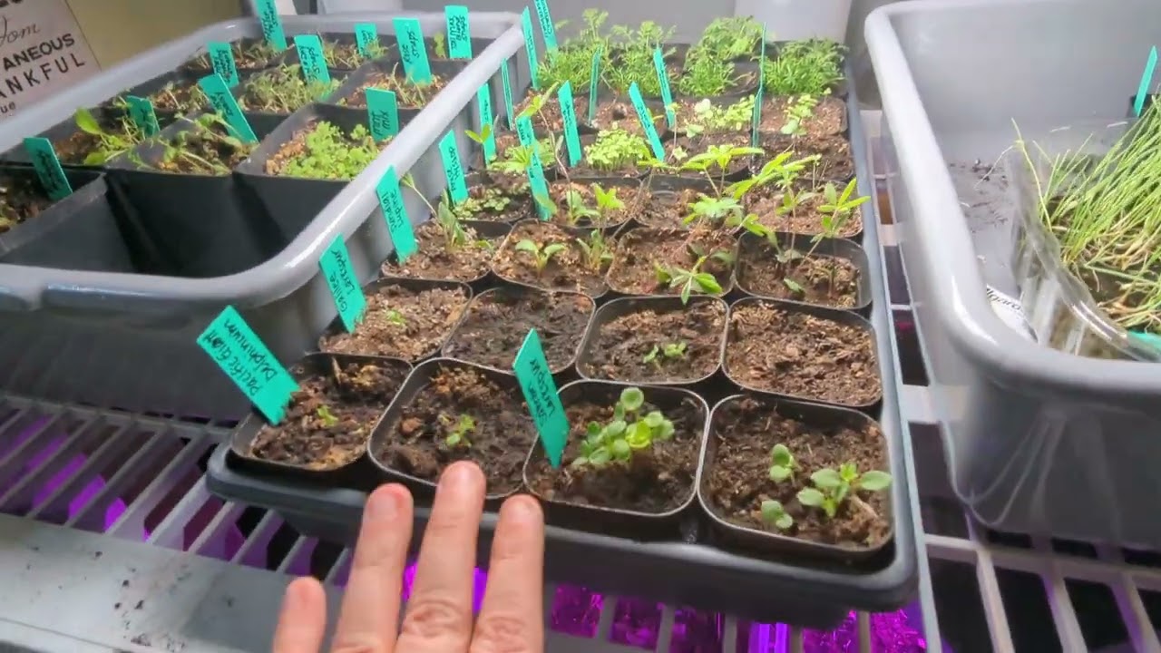 Starting Seeds Week 8: Zinnias and Asters