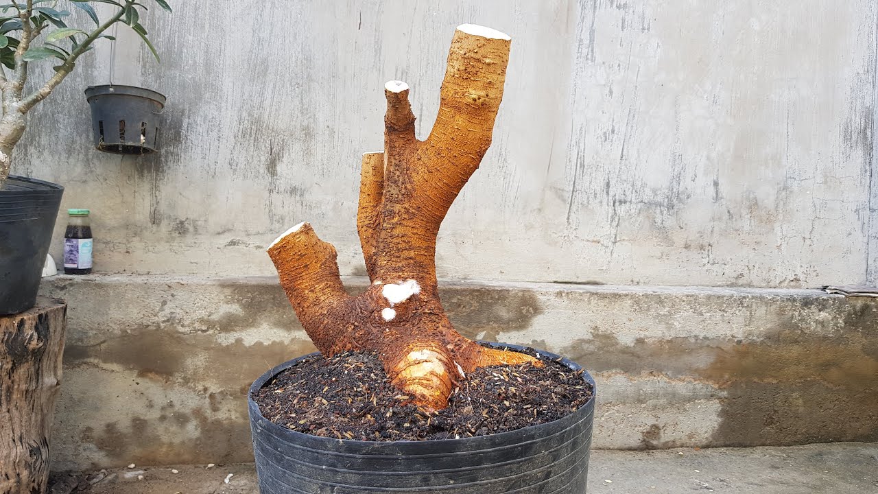 How to prune roots and plant a bonsai tree