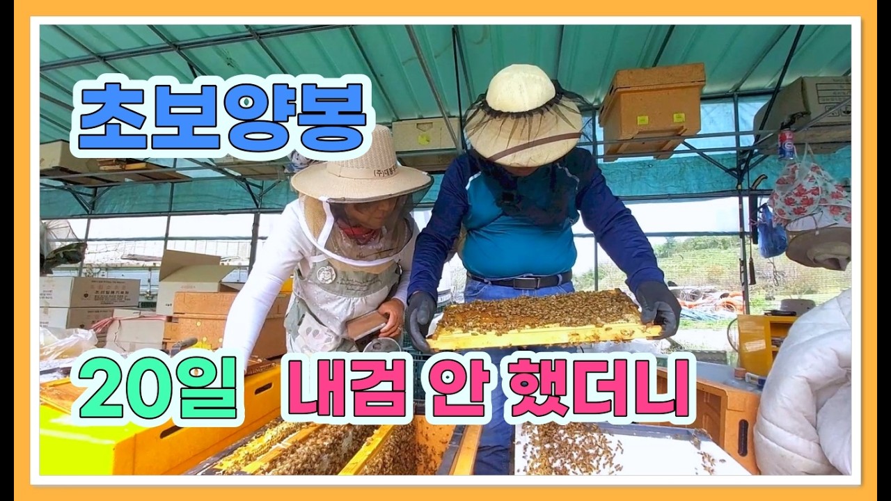 양봉 초보 20일 지나 내검을 하였더니
