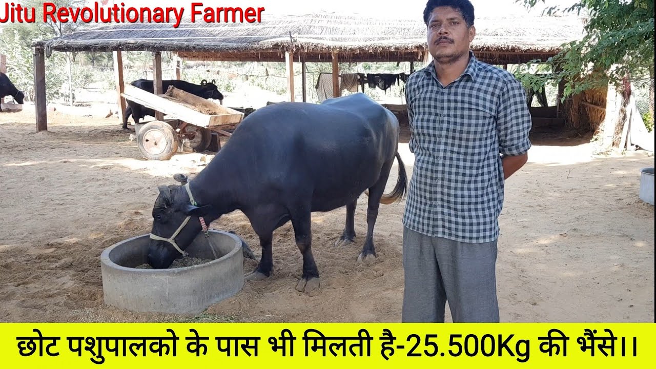 PRICE -75,000 -80,000👍. MILK -16 kg per day. @Vinod Farm, #SARDARSAHAR, District-CHURU, Rajasthan👍