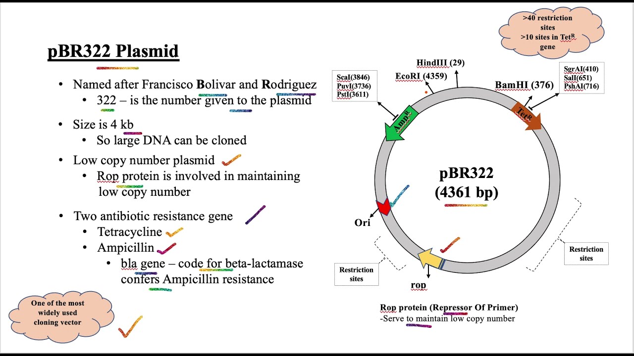 What are Plasmids. What are different types of plasmids. pSC101, pBR322, pUC18 plasmids