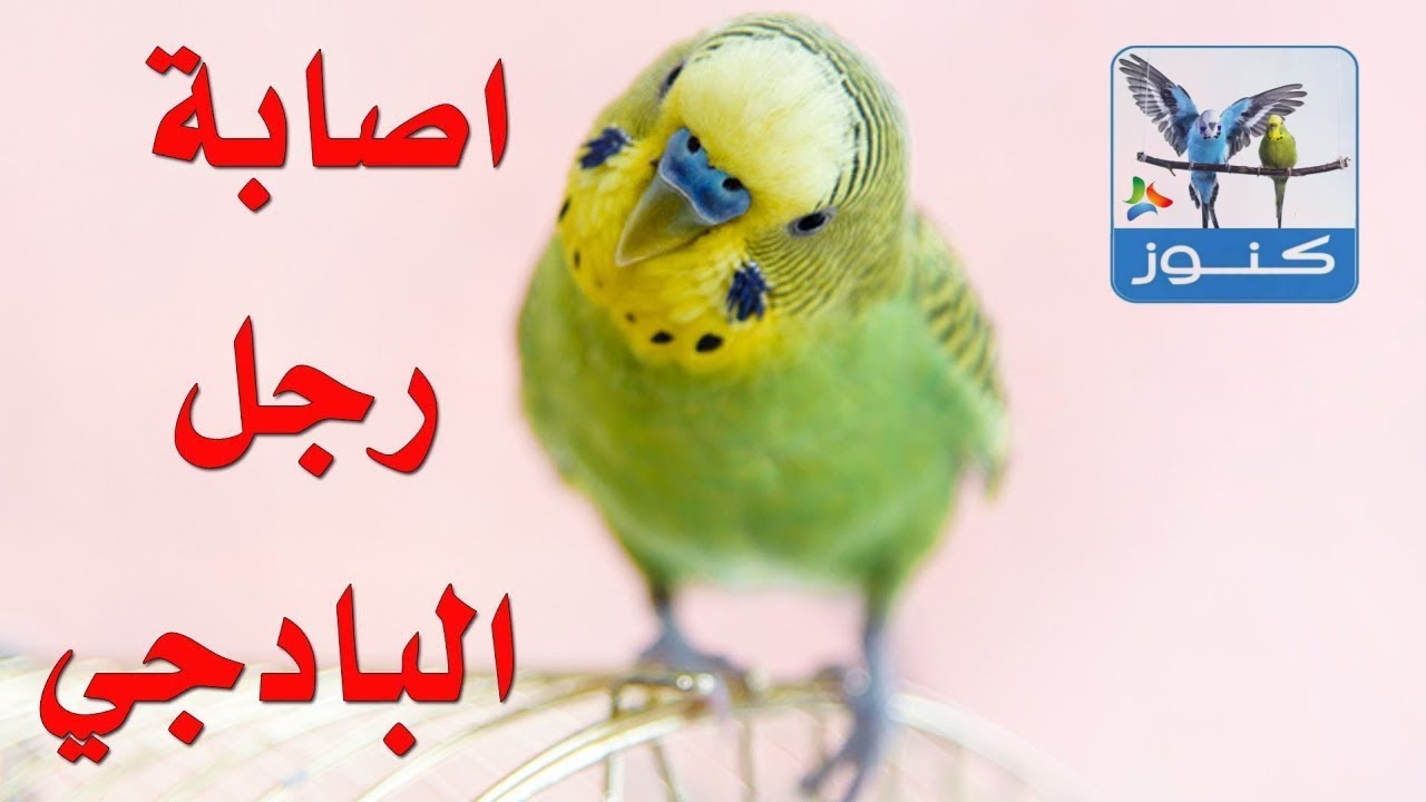 رجل البادجي مصابة ولا يستطيع الوقوف عليها كيف اعالجه