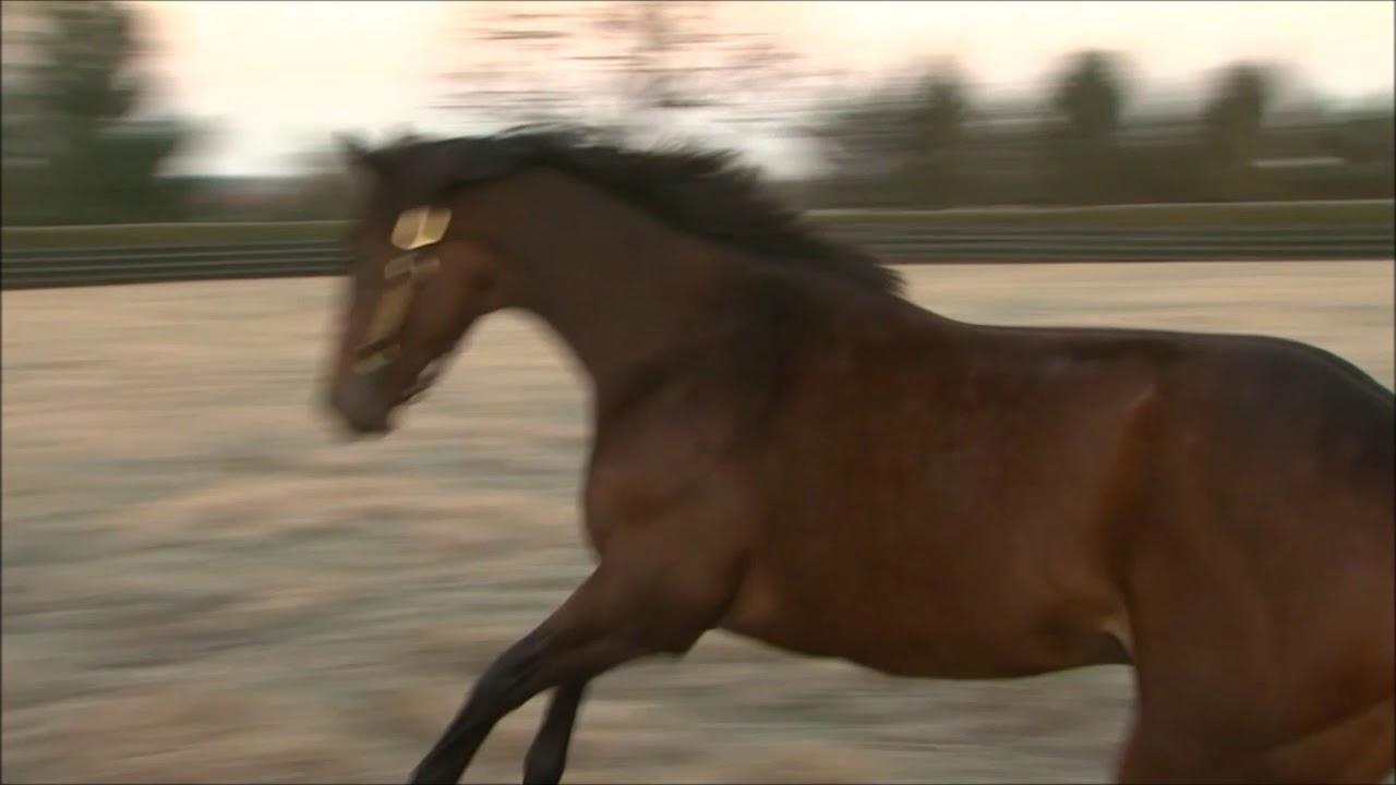Nyquist at Jonabell Farm