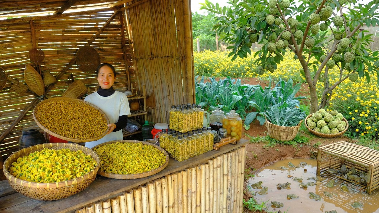 Harvest Ancient Tea Chrysanthemums, Dry And Package Them As Tea To Sell At The Market