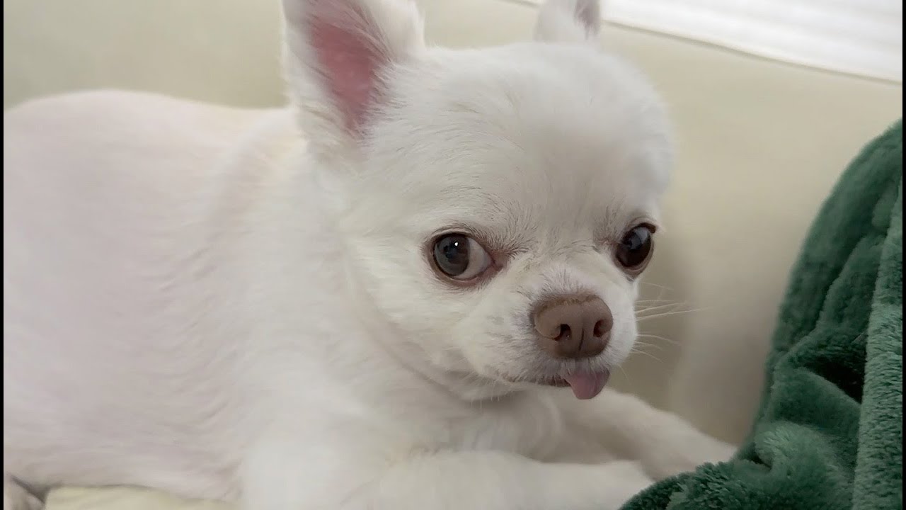 娘が居ない寂しさを堪えていた犬に優しく声を掛けたら泣き出しました...【チワワ】