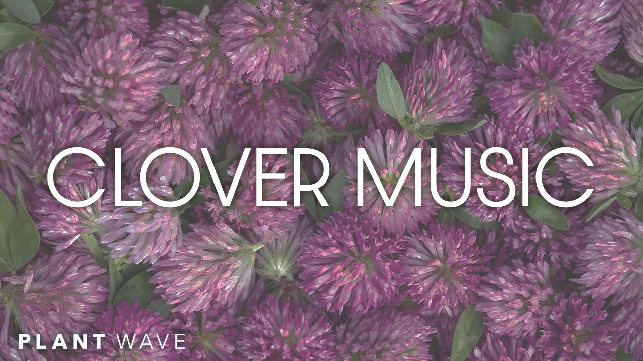 Clover Music – Real Plant Music for Meditation and Reflection with PlantWave