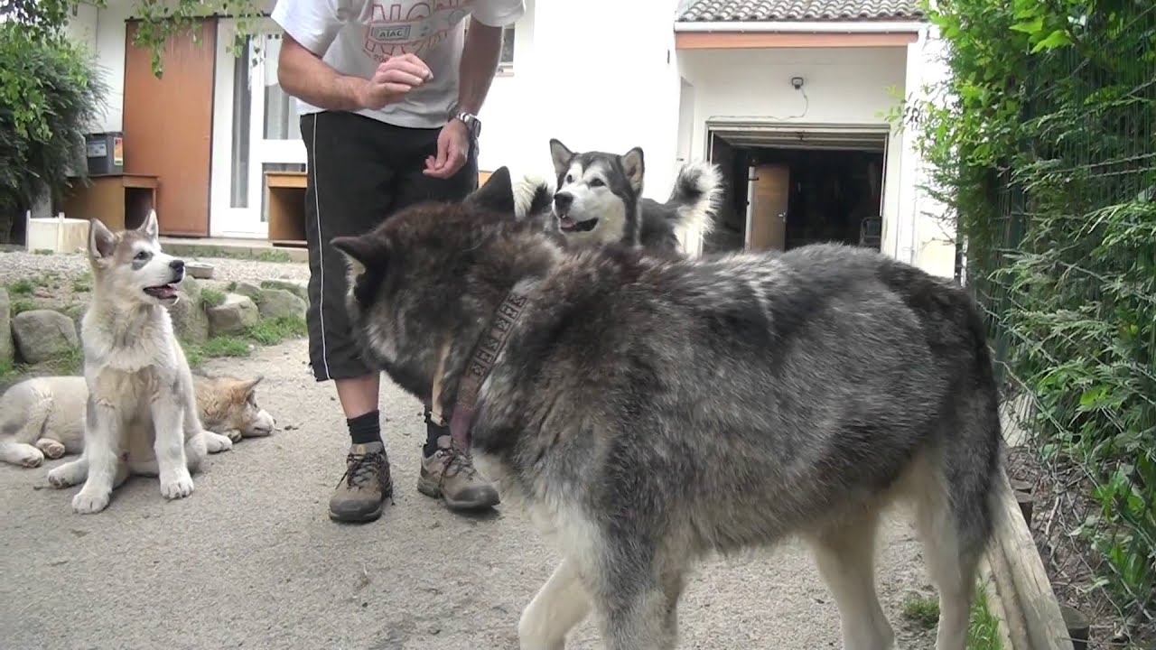 Dressage petits chiots Malamutes et révision pour les grands 3
