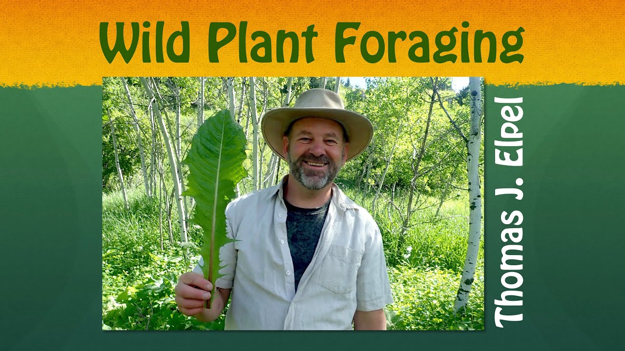 Wild Plant Foraging with Thomas J. Elpel