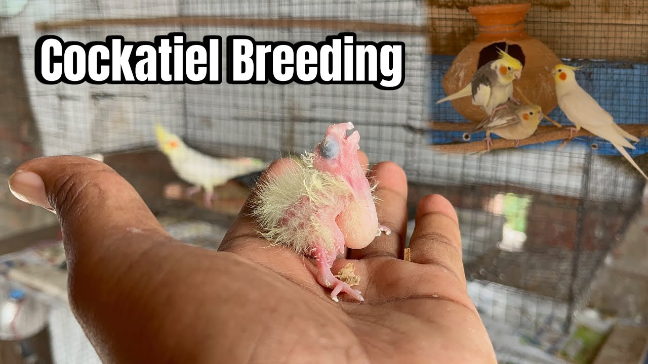 Cockatiel Breeding Tips | Cockatiel Breeding Information |￼