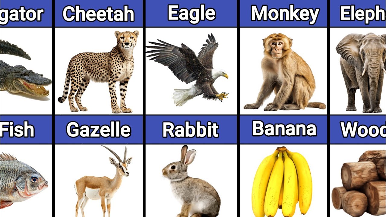 Animals and Their Favorite Foods