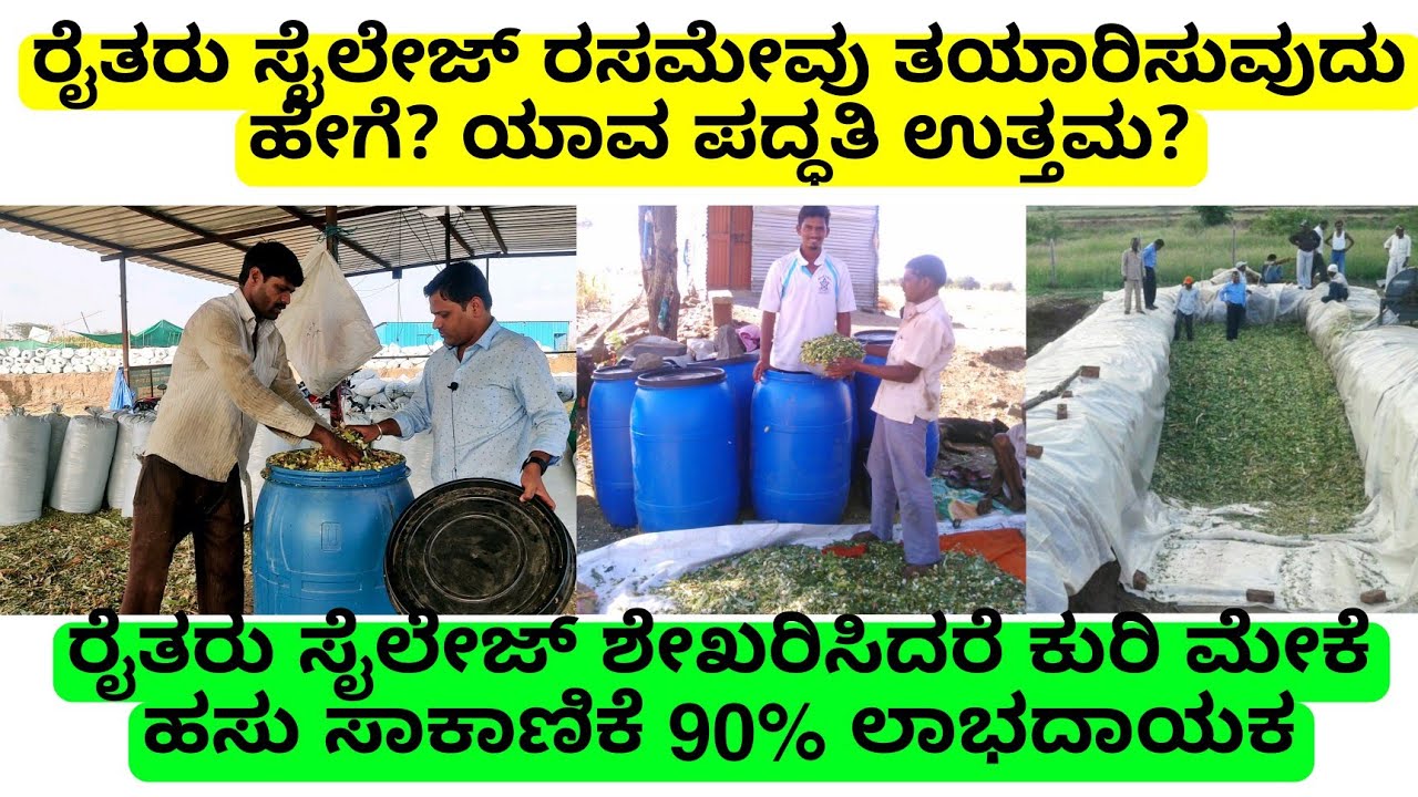 ರೈತರು ಸೈಲೆಜ್ ರಸಮೇವು ತಯಾರಿಸುವುದು ಹೇಗೆ? ಸೈಲೆಜ್ ಶೇಖರಿಸಿದರೆ ರೈತರಿಗೆ  90% ಲಾಭದಾಯಕ | silage making process