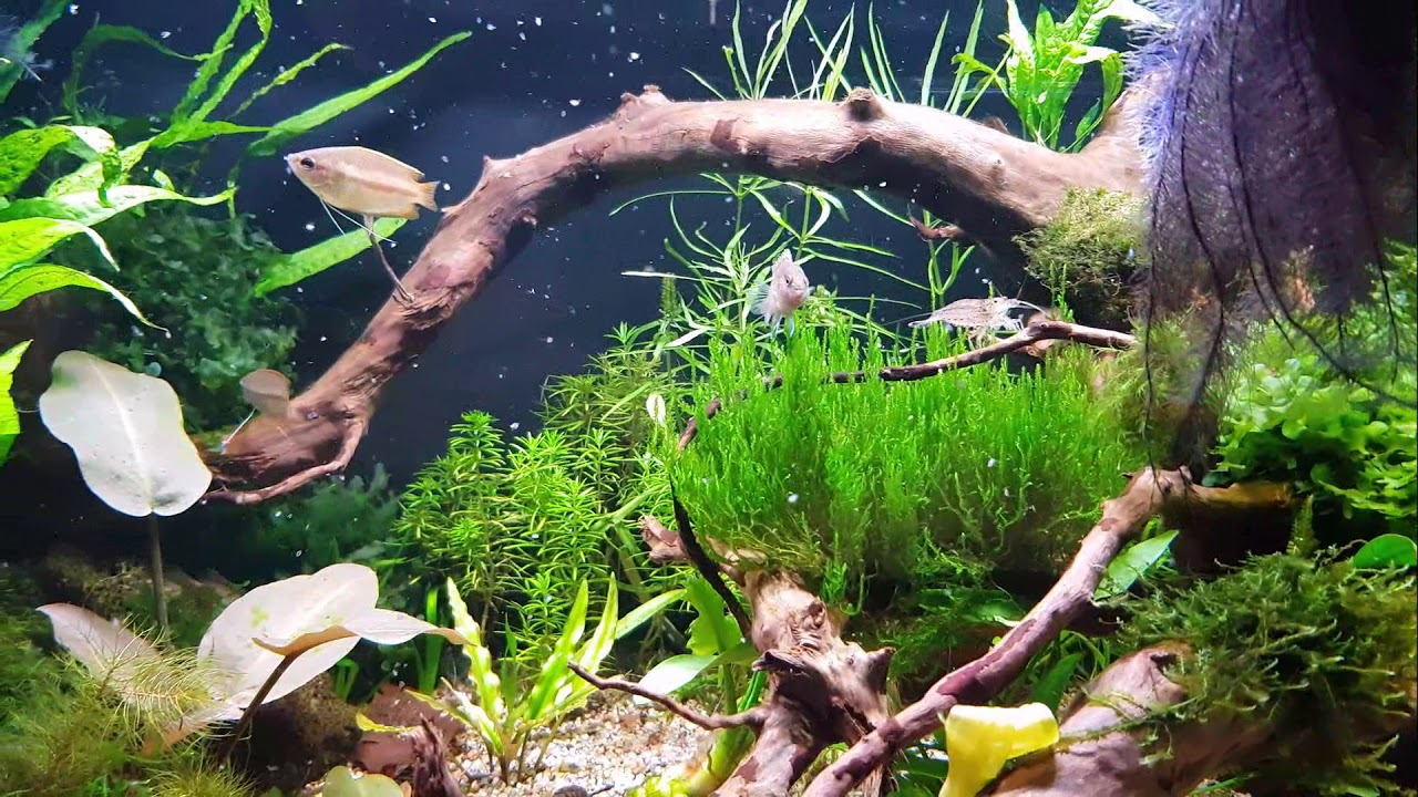 Trichogaster chuna i Badis autumnum film
