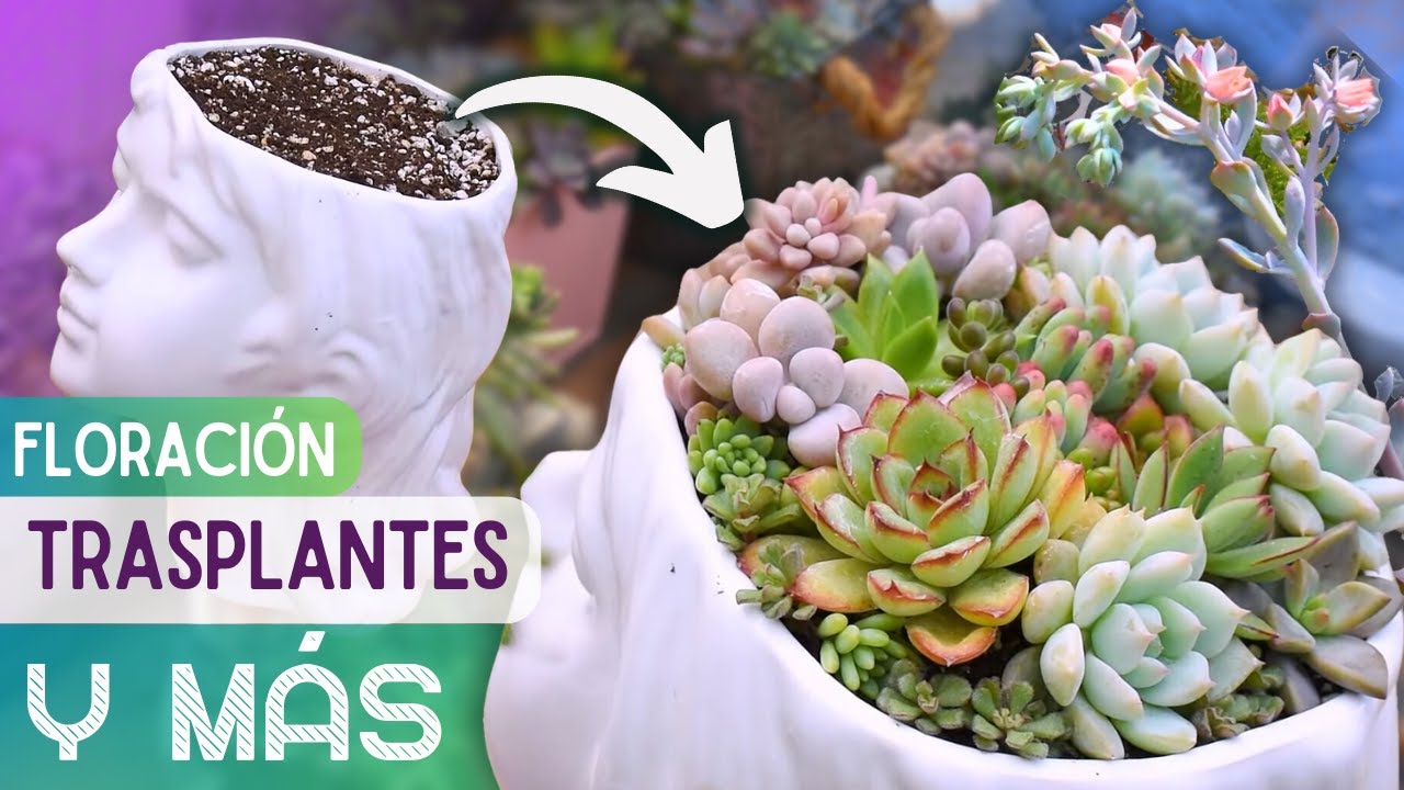 🌱MIS SUCULENTAS CRECEN SIN PARAR!!🥰| Poda y cortes de mantenimiento🪴