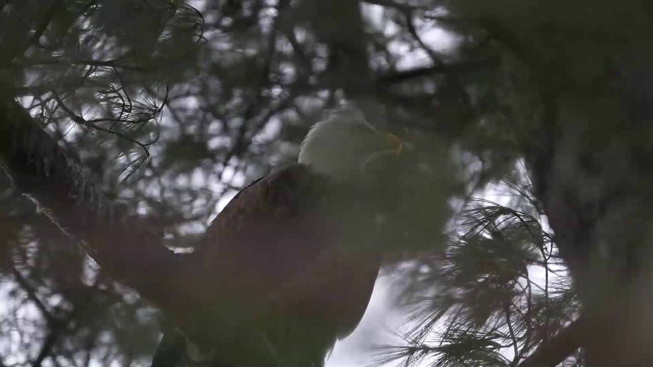 BALD EAGLEs of LAKE RONKONKOMA