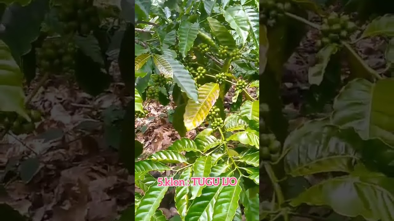 klon arsad #petanikopi #shortvideo #pertanian #teknikpertanian #klonarsyad